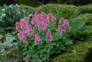 Corydalis solida 'Beth Evans'