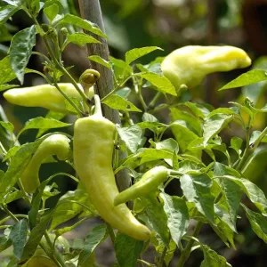 Cubanelle Peppers Seeds