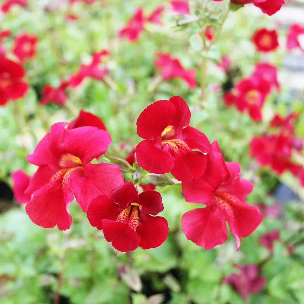 Mimulus Cupreus Red Emperor Aquatic Pond Plant - Copper Monkey Flower