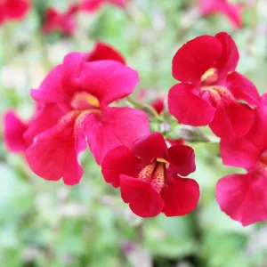 Mimulus Cupreus Red Emperor Aquatic Pond Plant - Copper Monkey Flower