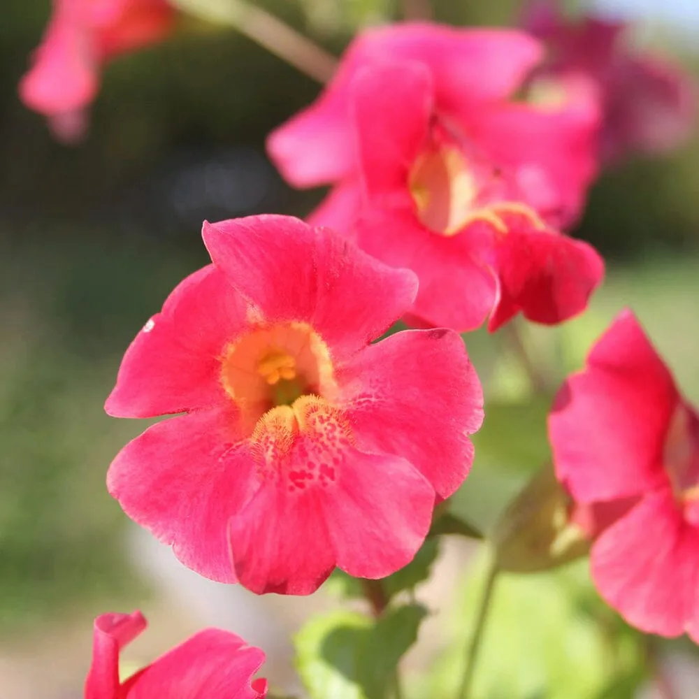 Mimulus Cupreus Red Emperor Aquatic Pond Plant - Copper Monkey Flower