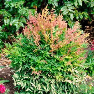 Nandina 'Gulf Stream'